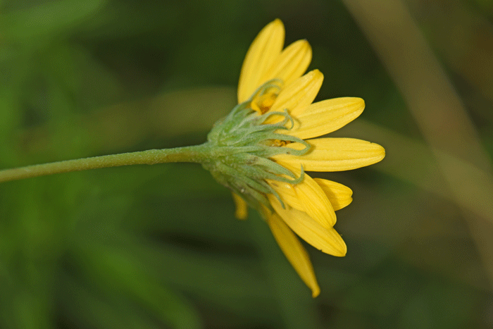 Resinbush bracts or phyllaries that surround the floral heads are abruptly narrowed from broad bases as shown here. Viguiera stenoloba